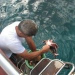 Croisière Croatie petit bateau. La Goélette Polo. Bemextours spécialiste de la Croatie